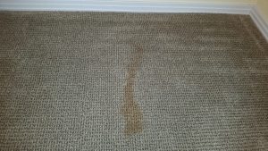 Albuquerque Pet Stain Carpet Repair