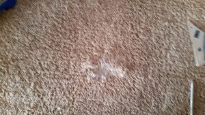 Belen Pet Damage Carpet Repair