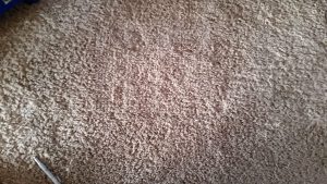 pet damage carpet repair belen