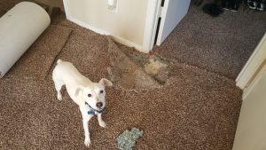 Pet Damage Carpet Repair Albuquerque