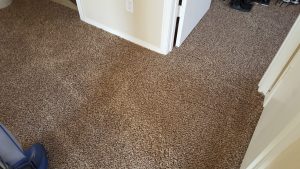 Albuquerque Pet Damage Carpet Repair