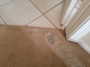 carpet-repair-albuquerque
